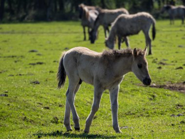 Almanya'da Vahşi atlar