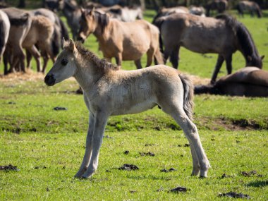Almanya'da Vahşi atlar