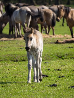 Almanya'da Vahşi atlar