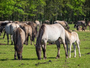 Almanya'da Vahşi atlar