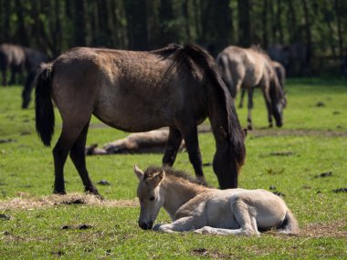 Almanya'da Vahşi atlar