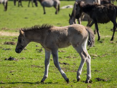Almanya'da Vahşi atlar