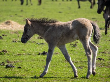 Almanya'da Vahşi atlar