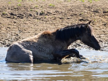 Almanya'da Vahşi atlar