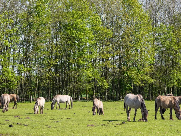 Caballos salvajes en Alemania — Foto de Stock