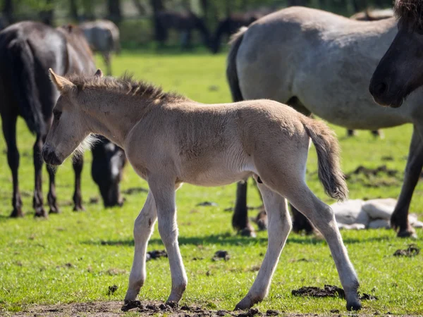 Almanya'da Vahşi atlar