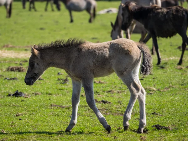 Almanya'da Vahşi atlar