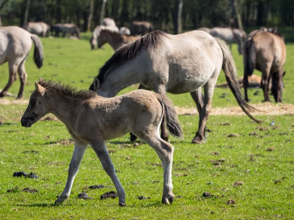 Almanya'da Vahşi atlar