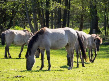 Almanya'da Vahşi atlar