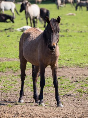 Almanya'da Vahşi atlar