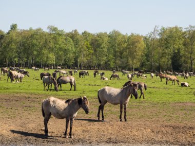 Almanya'da Vahşi atlar