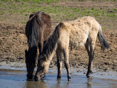 Almanya'da Vahşi atlar