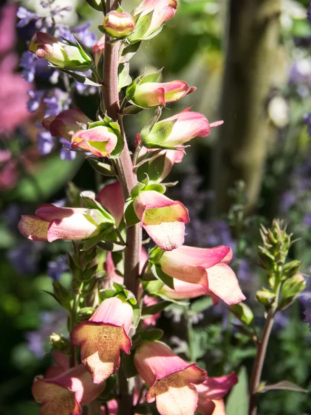 Primavera en el jardín —  Fotos de Stock