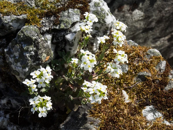 Flam en Noruega — Foto de Stock