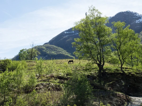 Village of flam — Stock Photo, Image