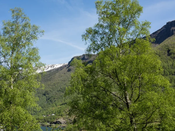 Flam en Noruega — Foto de Stock