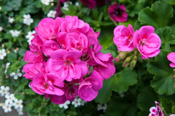 In de tuin — Stockfoto