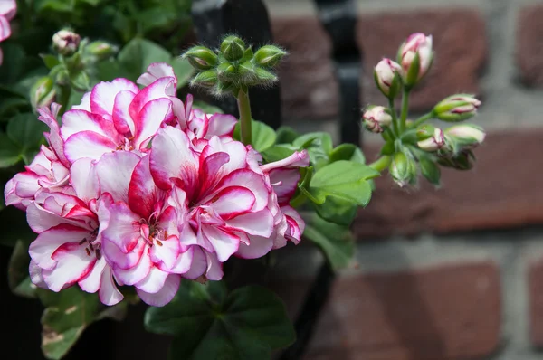 Naturaleza en el jardín —  Fotos de Stock