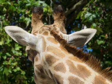 Hayvanat bahçesinde