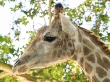 Hayvanat bahçesinde