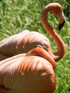 Hayvanat bahçesinde