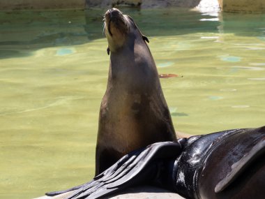 Hayvanat bahçesinde