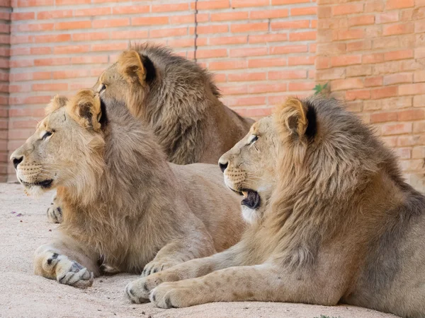 En el zoológico — Foto de Stock