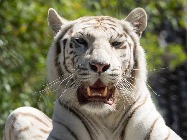 No zoológico — Fotografia de Stock