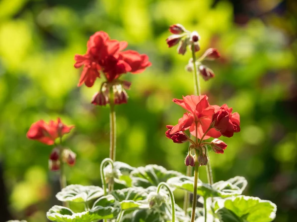 Lente in de tuin — Stockfoto