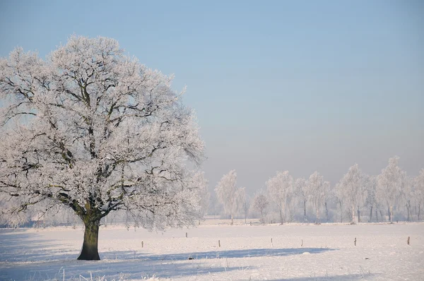 Χειμώνας στη Γερμανία — Φωτογραφία Αρχείου