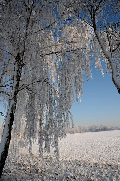 Hiver en Allemagne — Photo