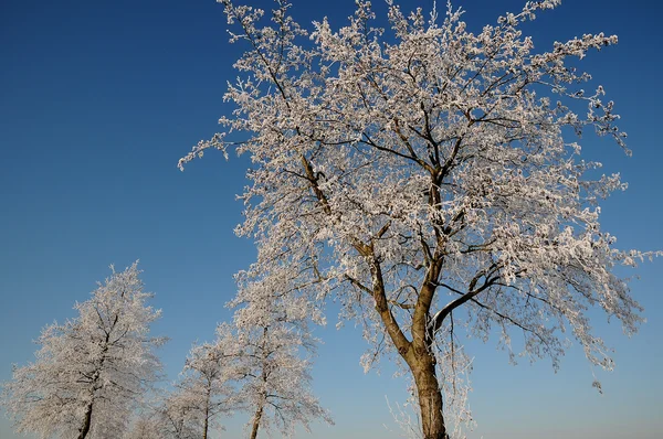 Winter in Deutschland — Stockfoto