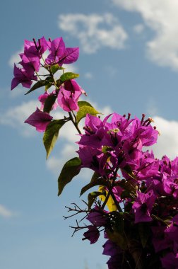 birçok farklı çiçek