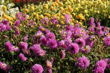 birçok farklı çiçek