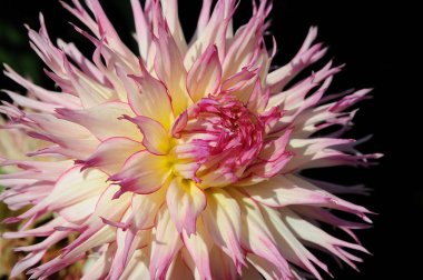 birçok farklı çiçek