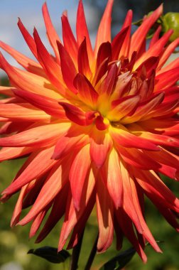 Yaz aylarında çiçek