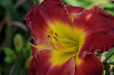 Yaz aylarında çiçek