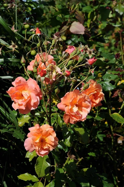 Yaz aylarında çiçek — Stok fotoğraf