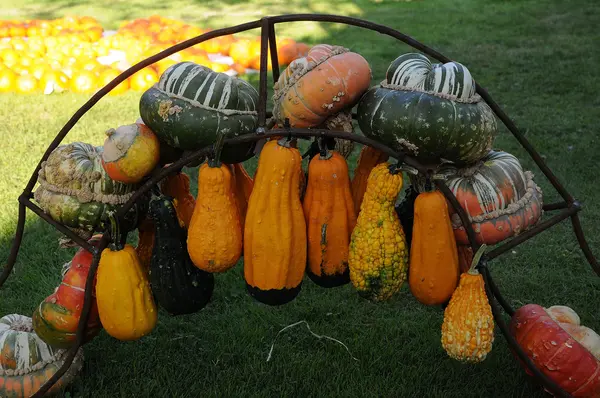 Thanksgiving in germany — Stock Photo, Image