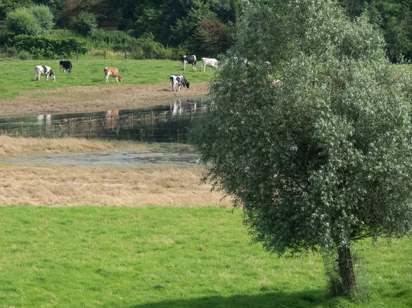 At the rhine — Stock Photo, Image