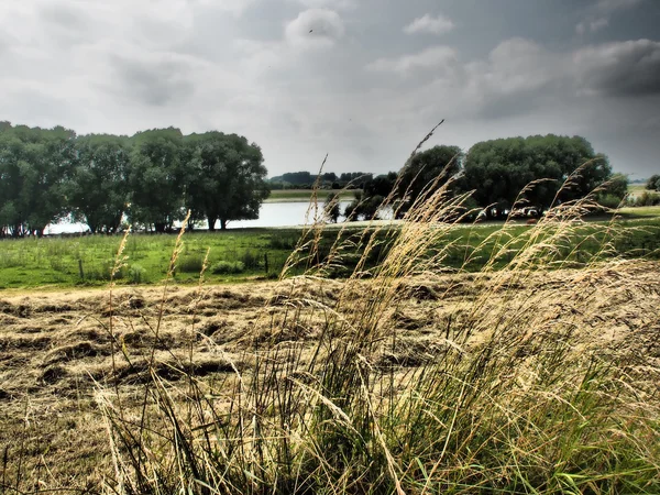 Aan de Rijn — Stockfoto