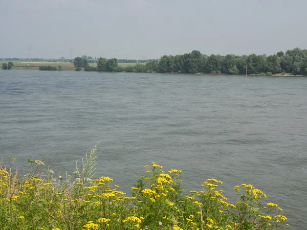 The lower rhine — Stock Photo, Image