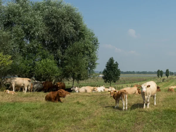 De Neder-Rijn — Stockfoto