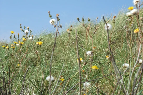 Helgoland na Alemanha — Fotografia de Stock