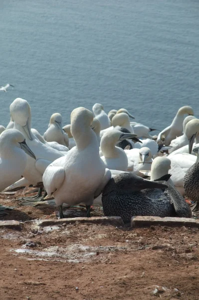 Ilha de Helgoland — Fotografia de Stock