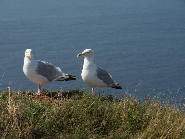 Ilha de Helgoland — Fotografia de Stock