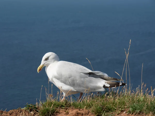 Insel Helgoland — Stockfoto