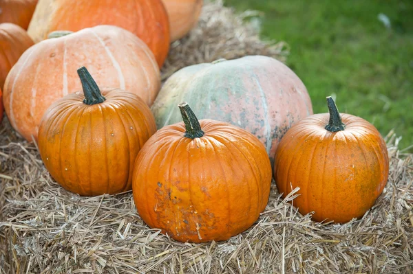 Calabazas en Alemania —  Fotos de Stock