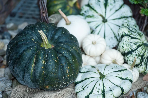 Pumpkins in germany — Stock Photo, Image