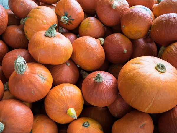 Pompoenen in Duitsland — Stockfoto